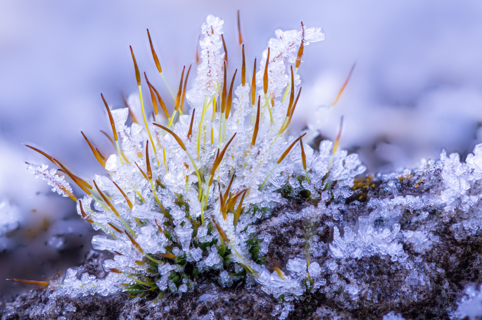 frostiger Morgen