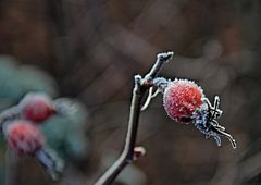 frostiger Morgen