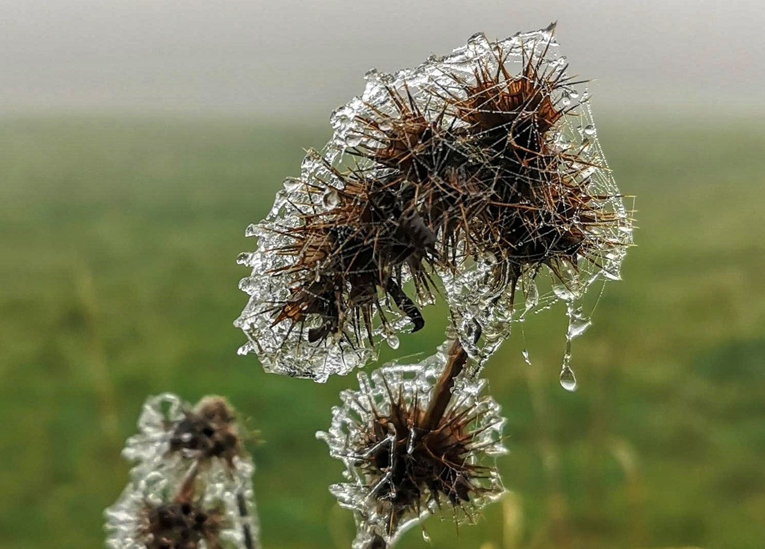 Frostiger Morgen