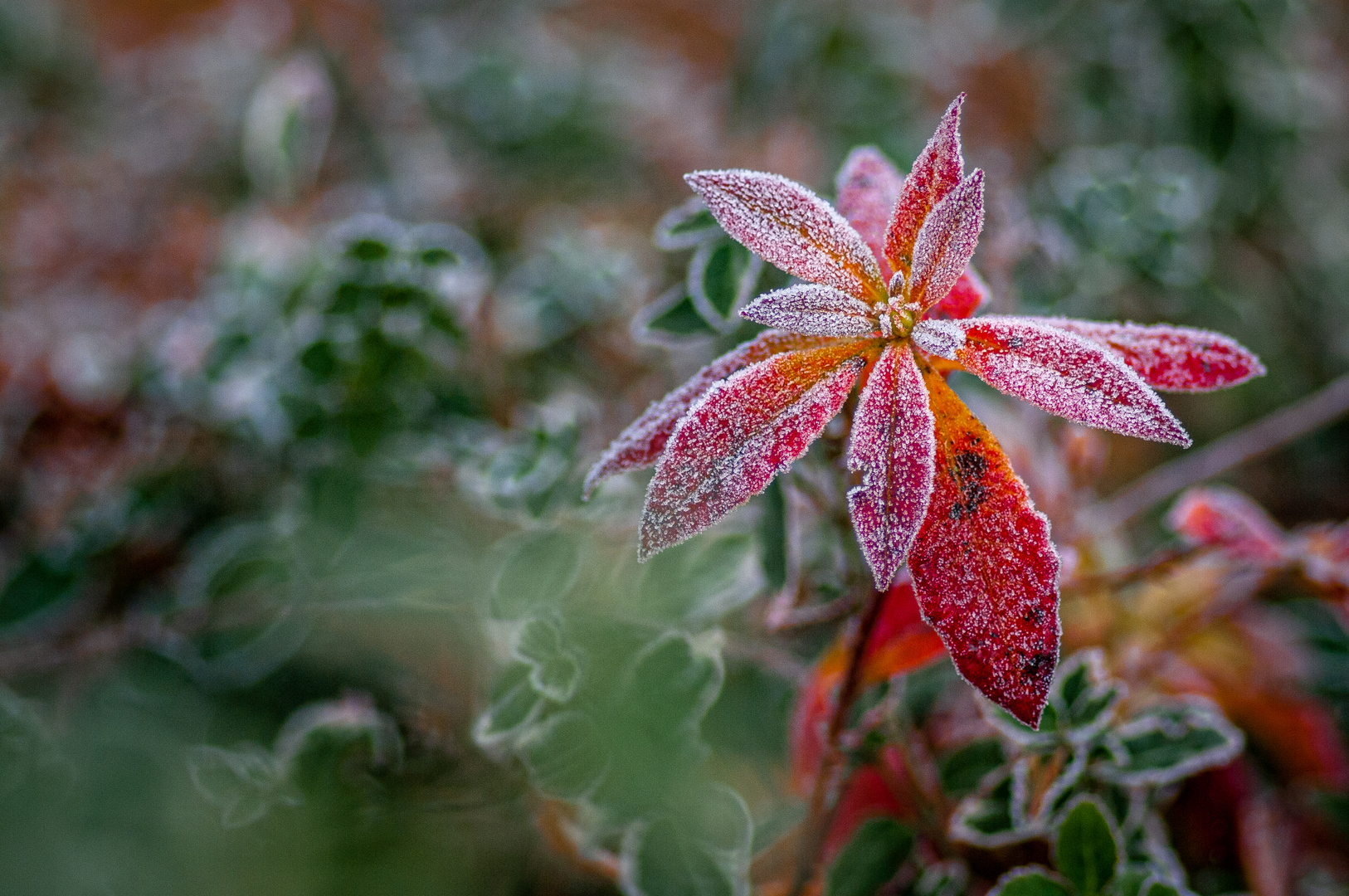 Frostiger Morgen Foto &amp; Bild | spezial, gefroren, makro Bilder auf ...