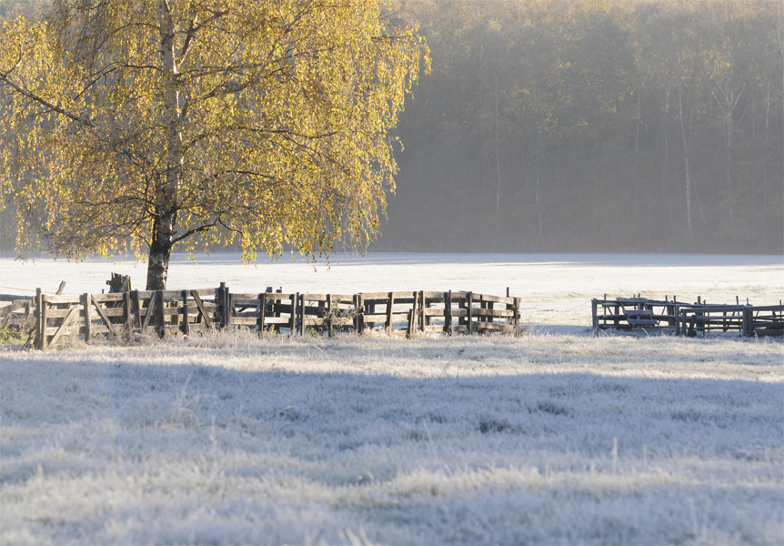 Frostiger Morgen