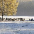 Frostiger Morgen