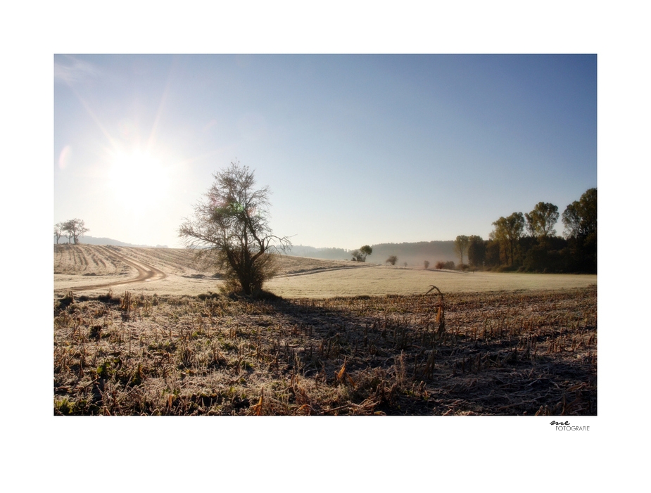 .frostiger morgen.