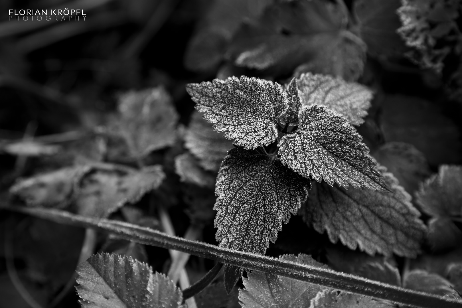 Frostiger Morgen