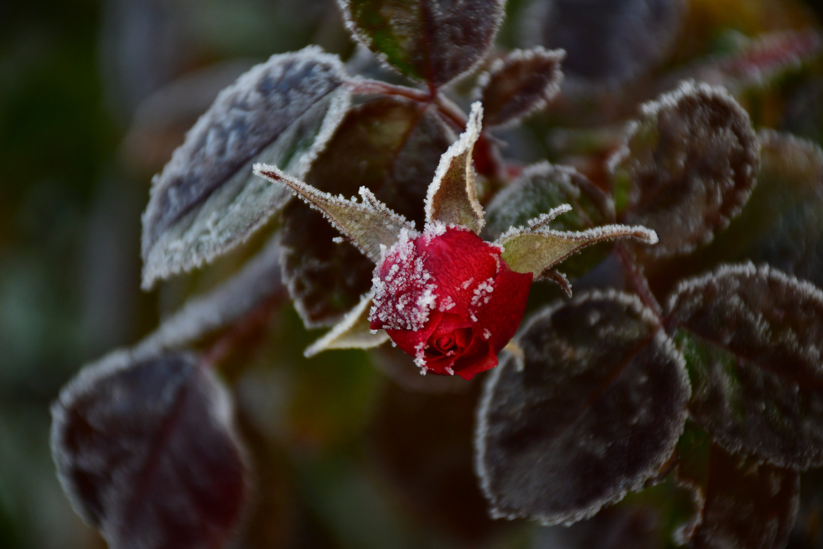 frostiger Morgen (9)