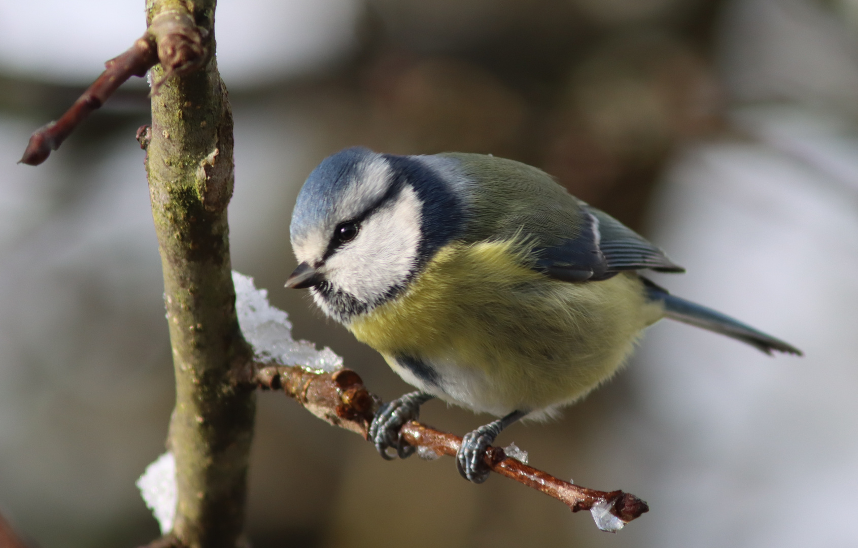 frostiger Morgen