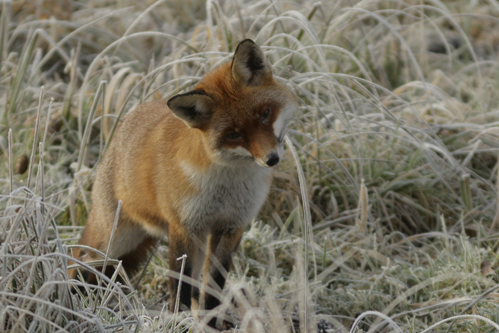 Frostiger Morgen