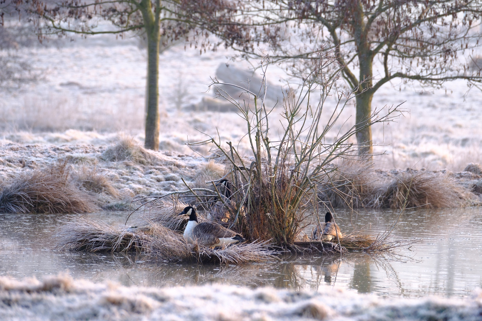 Frostiger Morgen Foto &amp; Bild | tiere, wildlife, wild lebende vögel ...