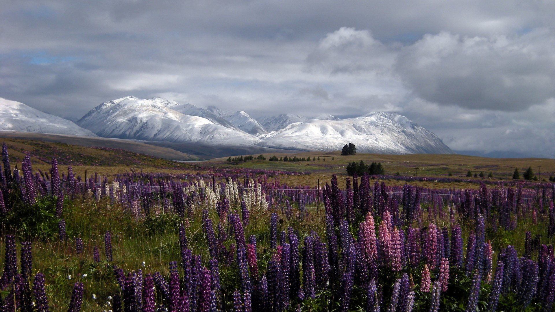 Frostiger Morgen am Lake Tekapo