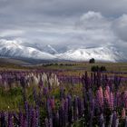 Frostiger Morgen am Lake Tekapo