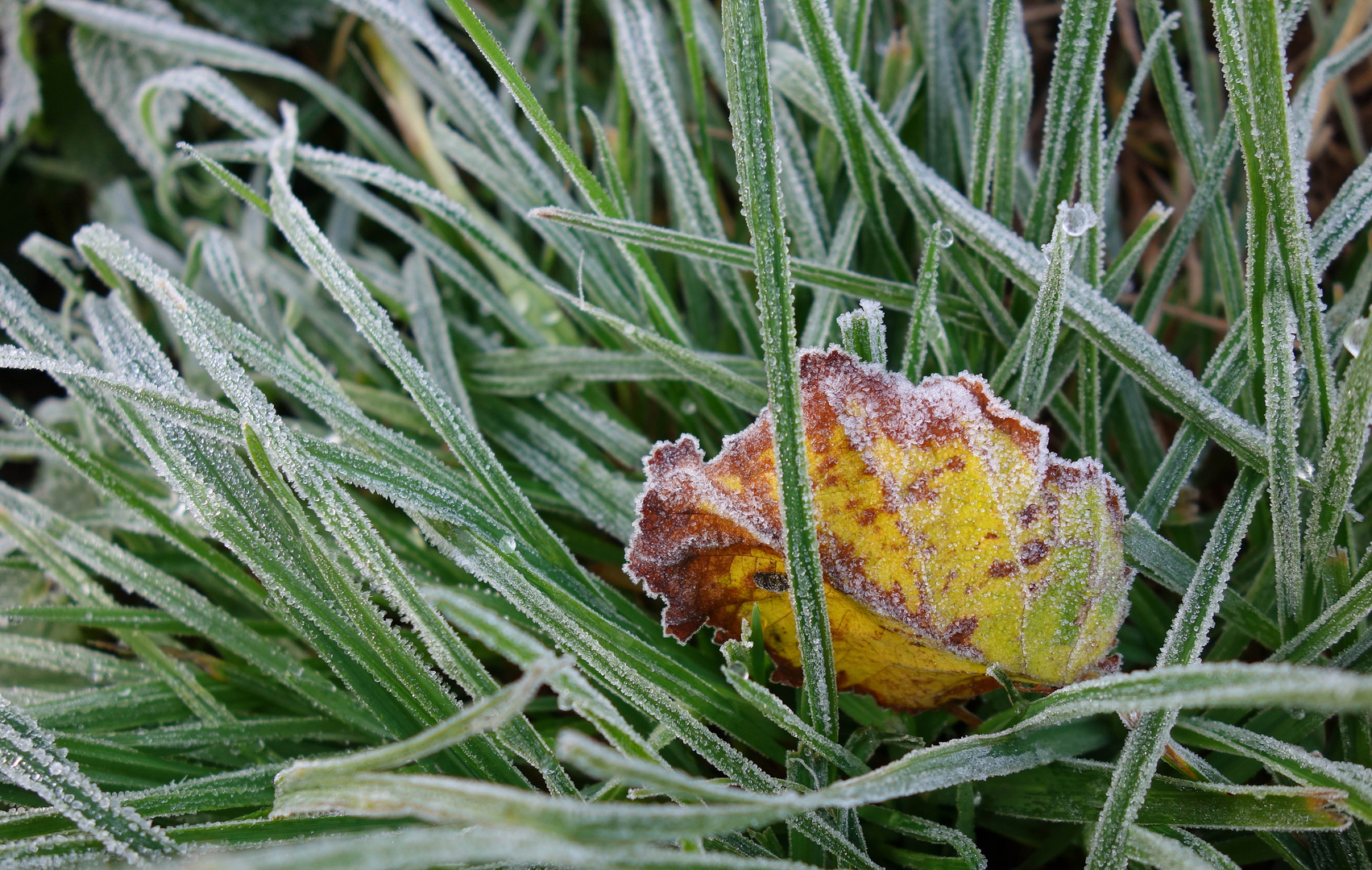 frostiger Morgen Foto &amp; Bild | divers, les saisons, automne Bilder auf ...