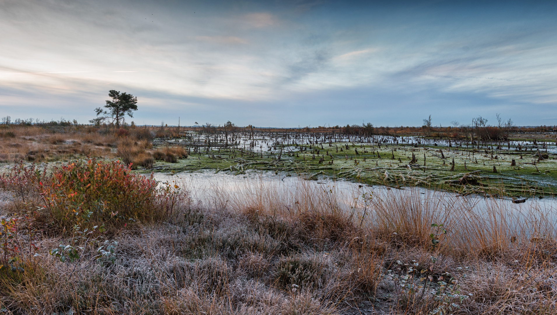 ___frostiger morgen____