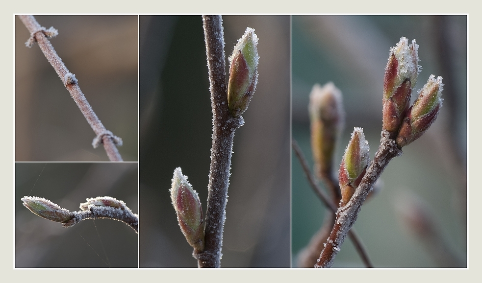 frostiger morgen