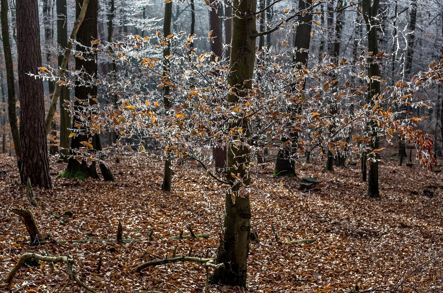 Frostiger Morgen