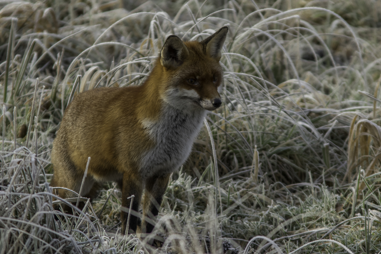 Frostiger Morgen