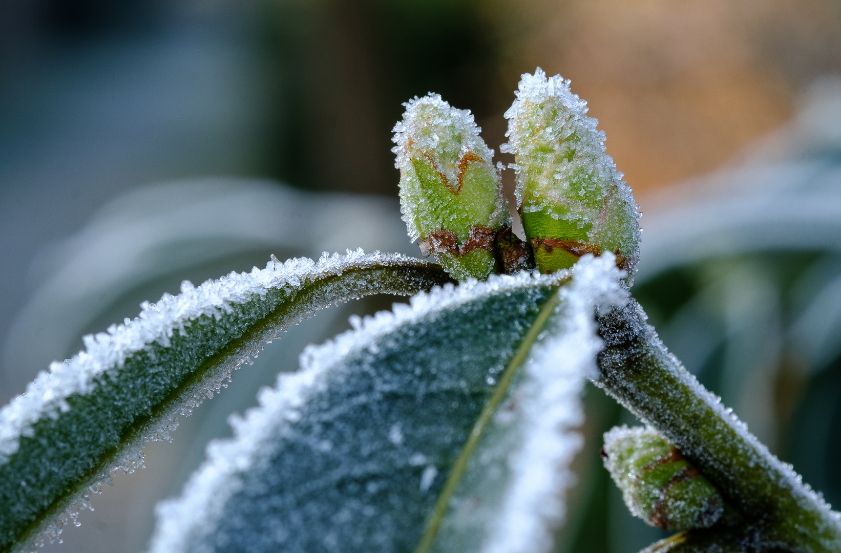Frostiger Morgen Foto &amp; Bild | jahreszeiten, winter, makro Bilder auf ...