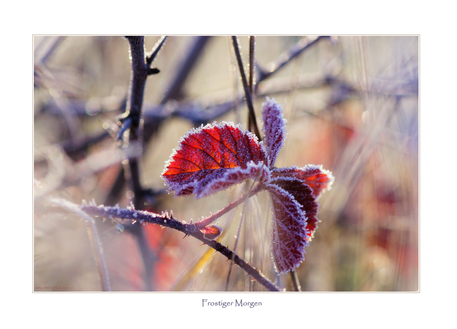 Frostiger Morgen