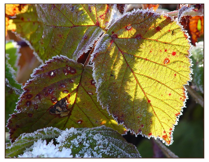 frostiger Morgen