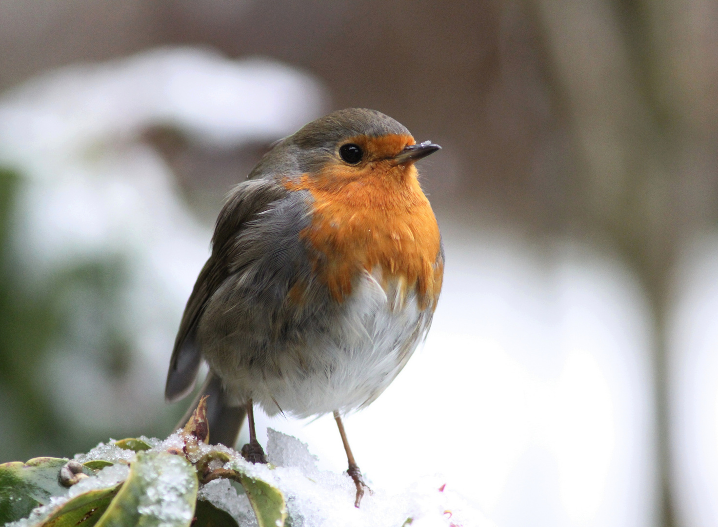 frostiger Morgen