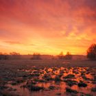 Frostiger Morgen, Havelwiesen Neuholland; Oberhavel