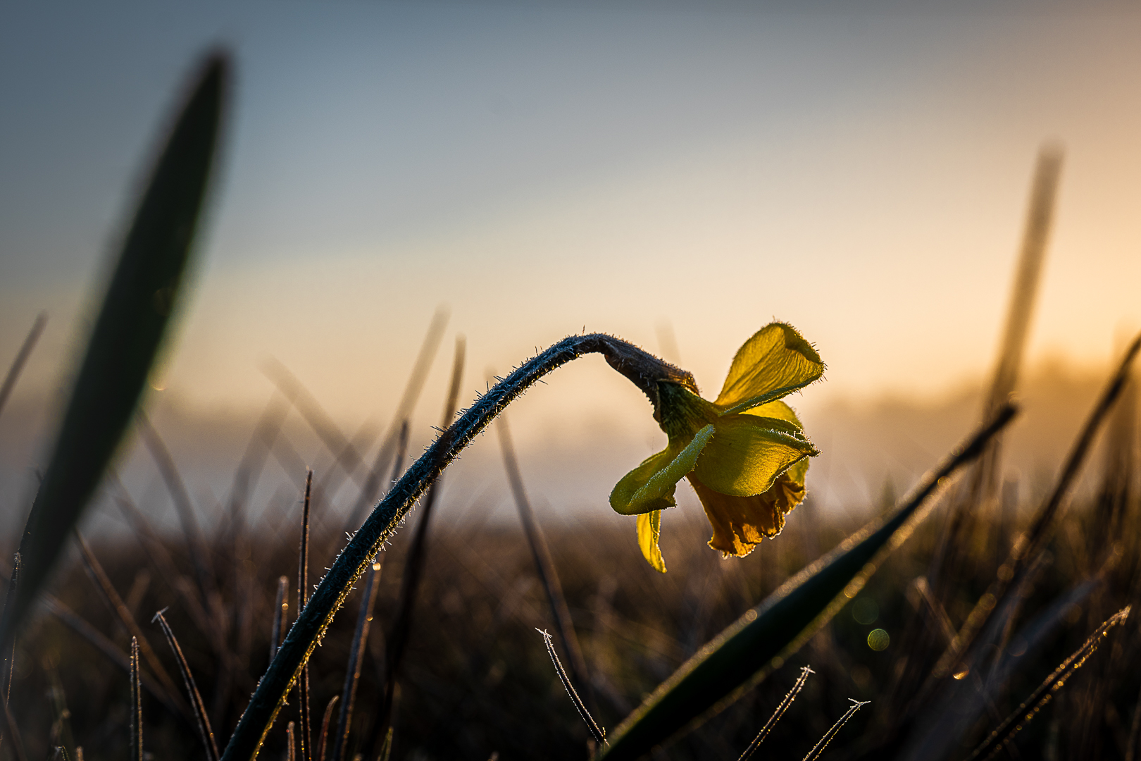 Frostiger Morgen im Frühling