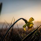 Frostiger Morgen im Frühling