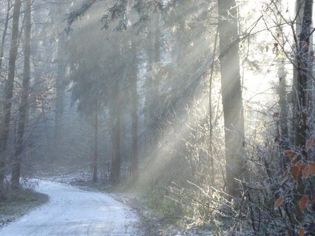 Frostiger Morgen im Wald