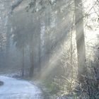 Frostiger Morgen im Wald