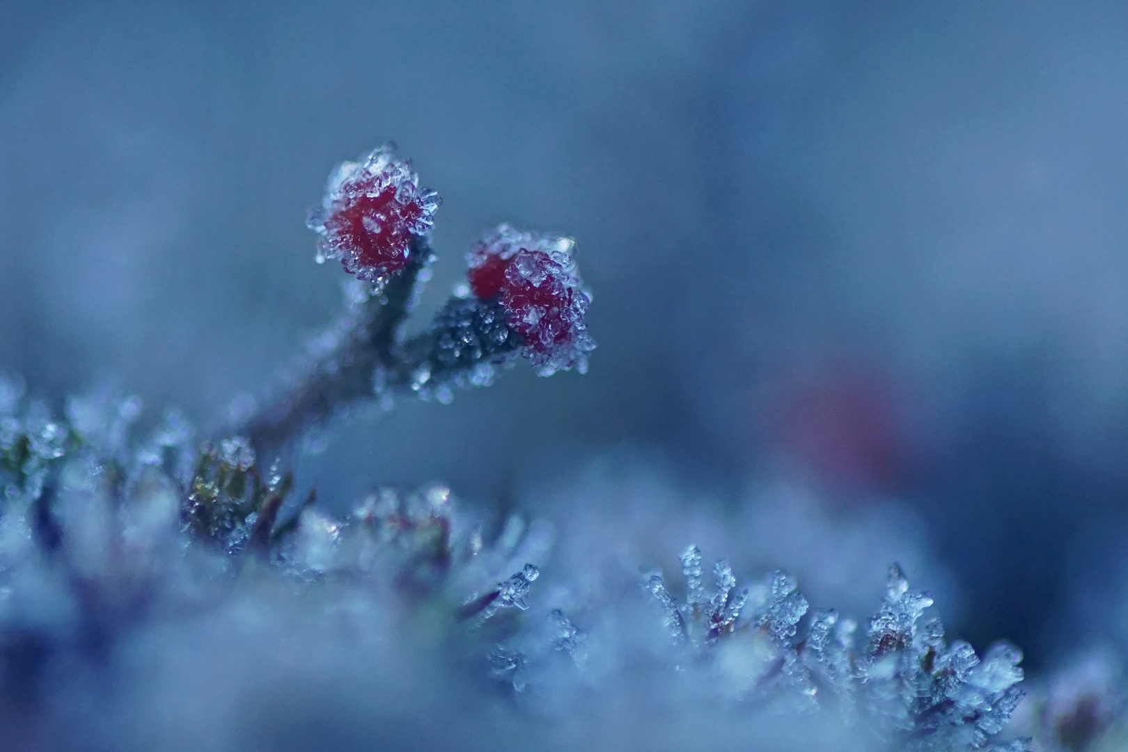 Frostiger Morgen in der Heide 2