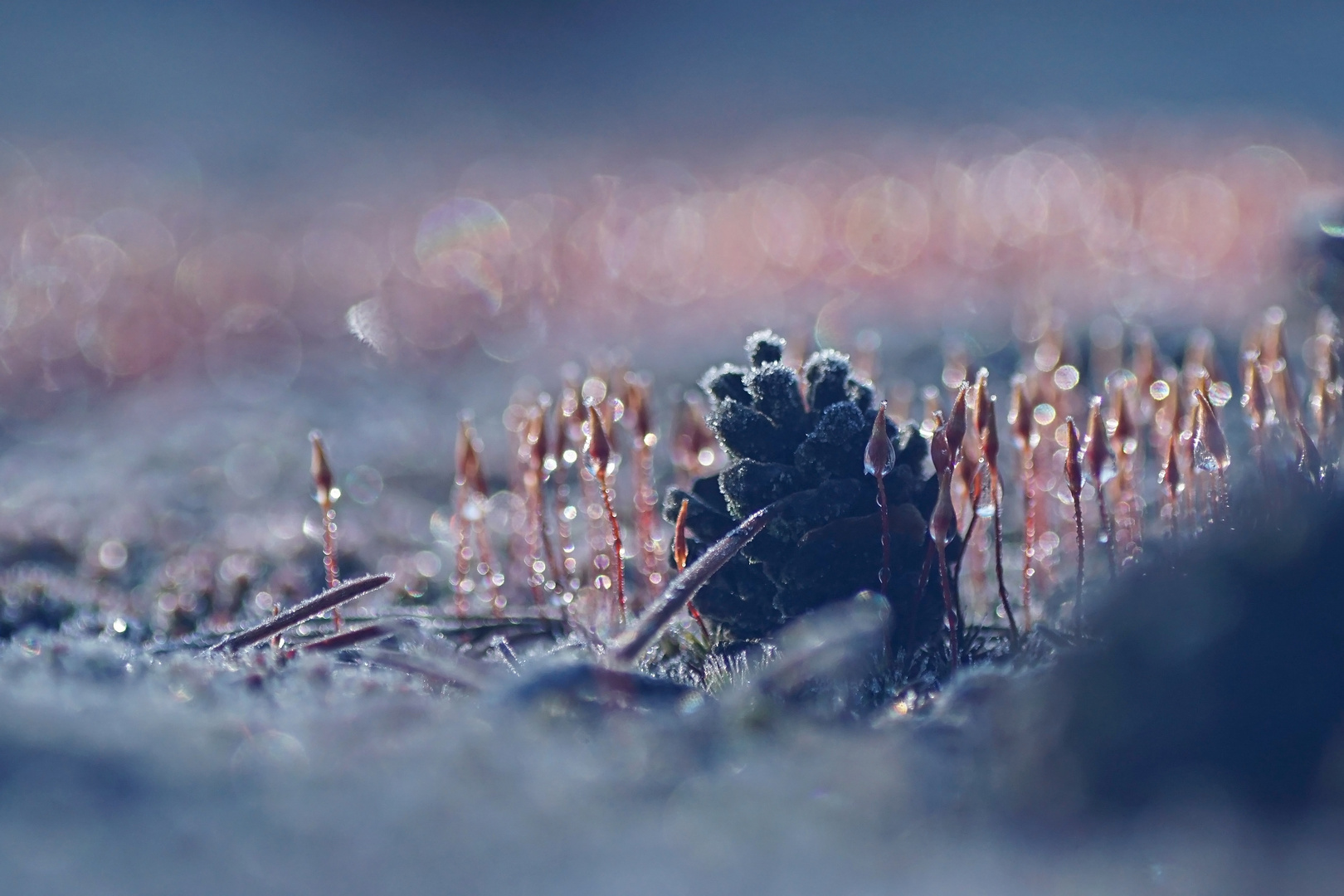 Frostiger Morgen in der Heide