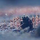 Frostiger Morgen in der Heide