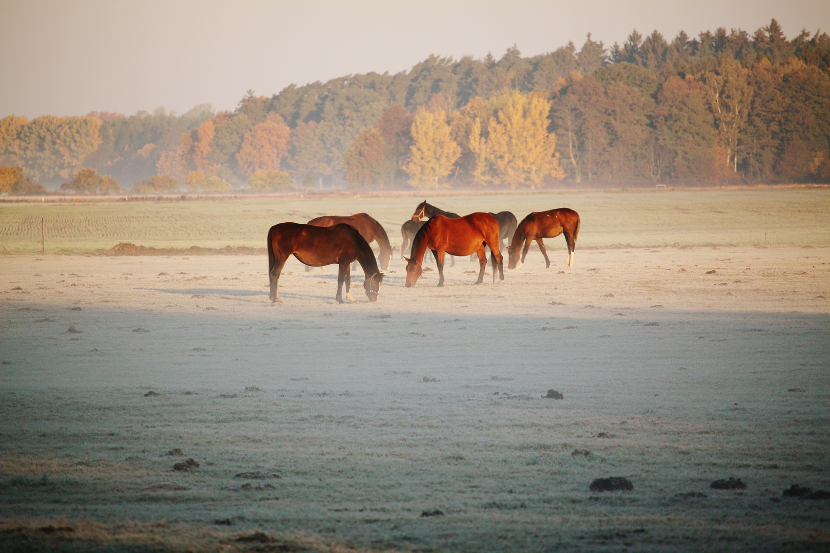 FROSTIGER Morgen in MV...