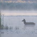 Frostiger Morgen mit Nebel : Hirschkuh 