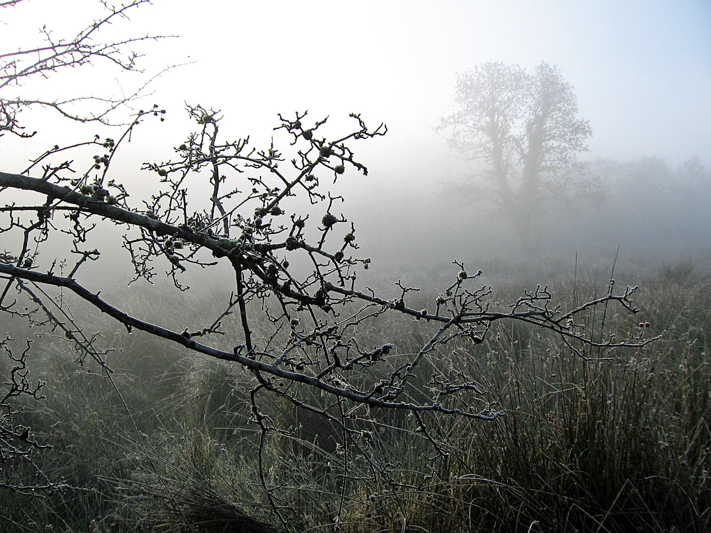 Frostiger Morgennebel