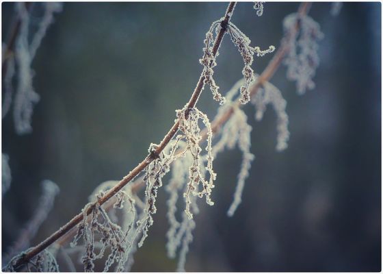 Frostiger Morgennebel