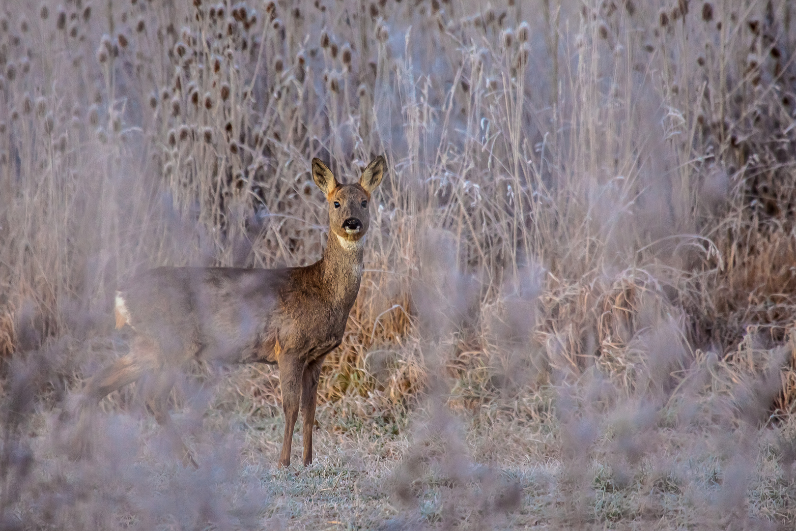 frostiger Morgen_neuer Beschnitt