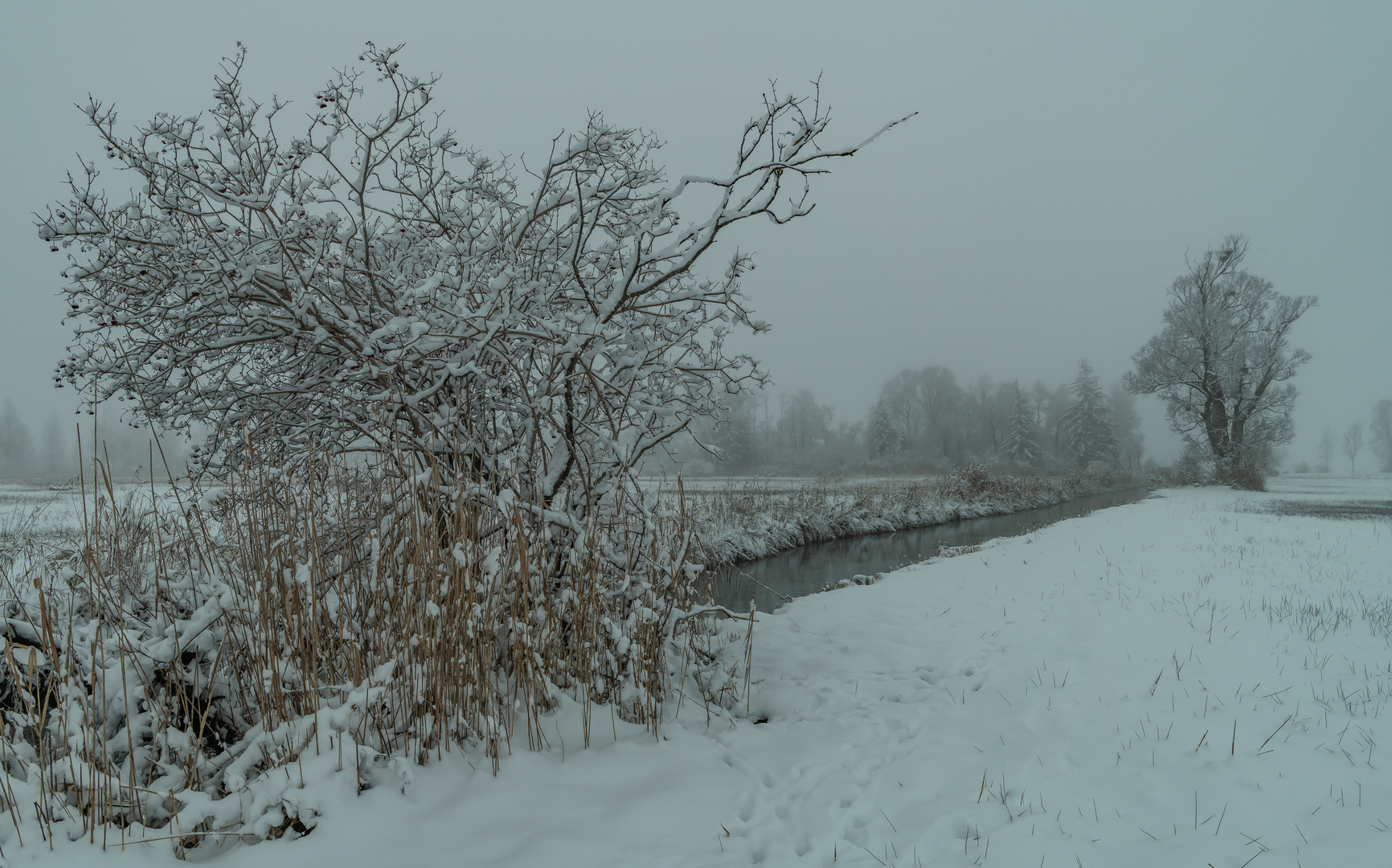 Frostiger Nebel Foto &amp; Bild | winter, schnee, natur Bilder auf ...