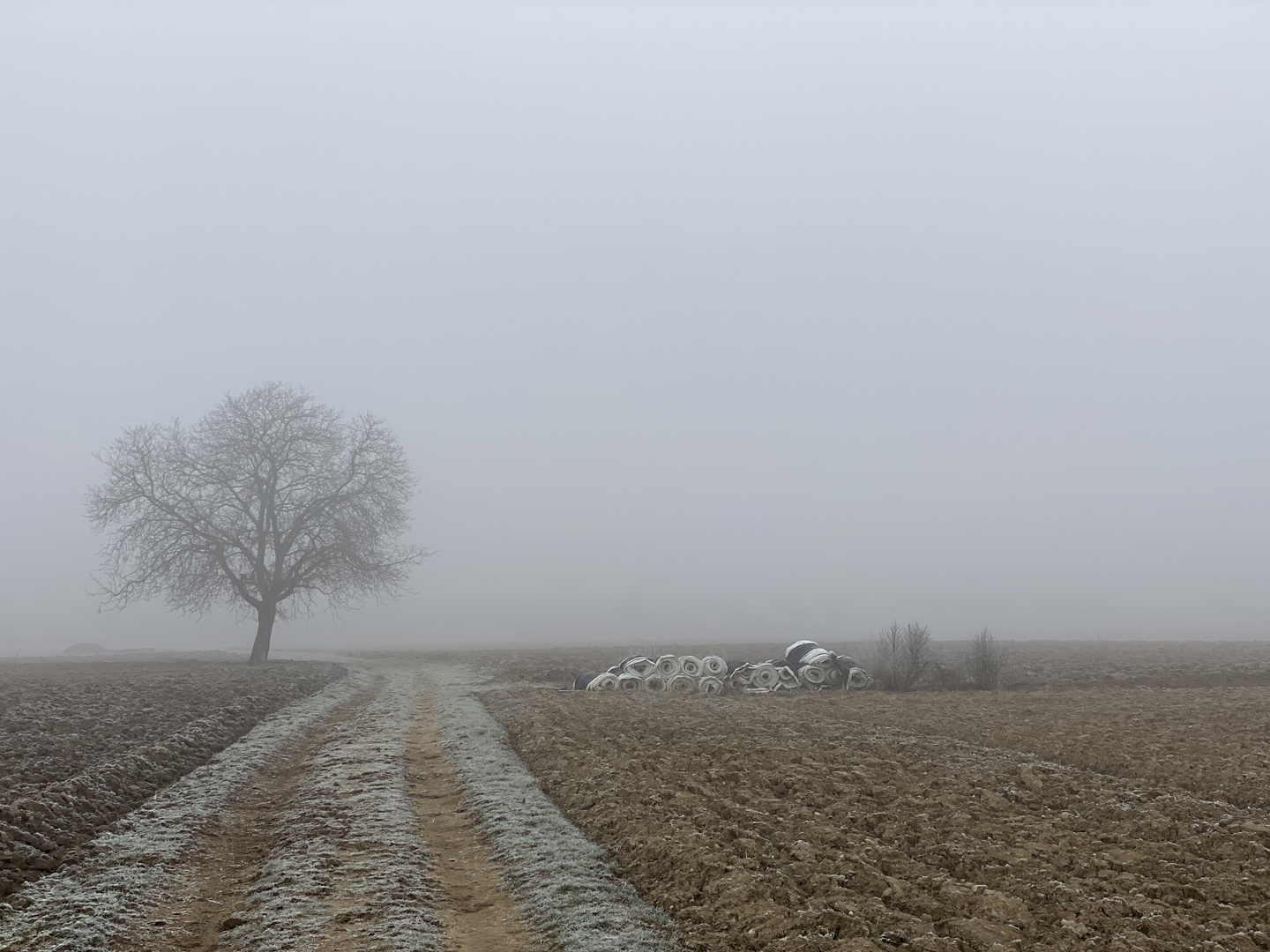 Frostiger Nebel im Markgräfler Lnd