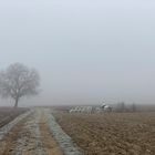 Frostiger Nebel im Markgräfler Lnd