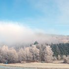 Frostiger, nebliger Winterwald in der Eifel und das Dixi - Klo