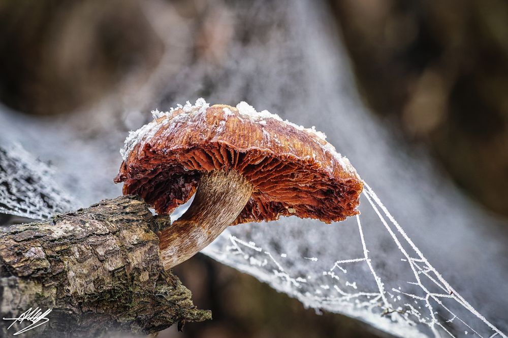 Frostiger Pilz Foto &amp; Bild | makro, winter, eis Bilder auf fotocommunity