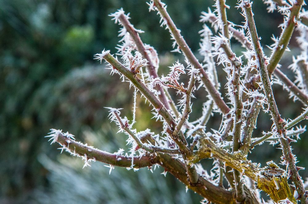 frostiger Rosenbusch