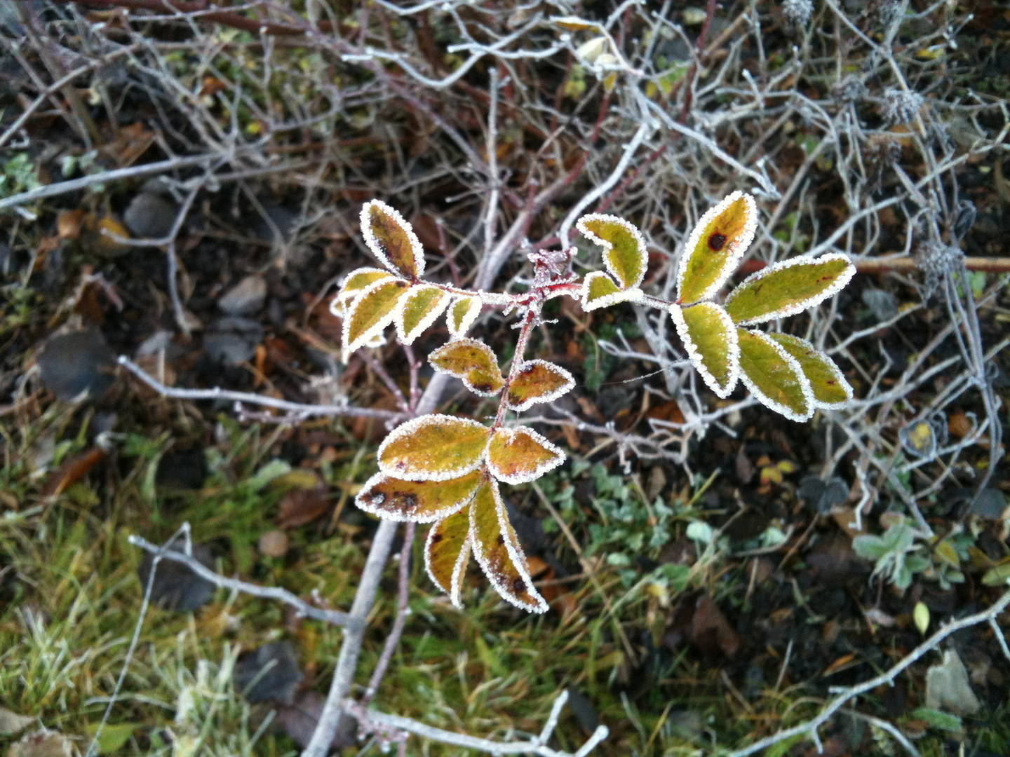 frostiger Schmuck