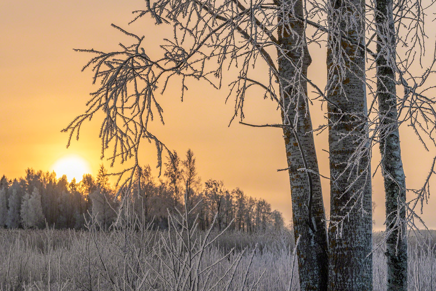 Frostiger Sonnenaufgang