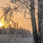 Frostiger Sonnenaufgang