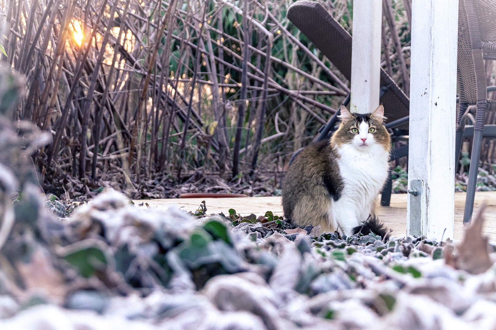 Frostiger Sonnenaufgang