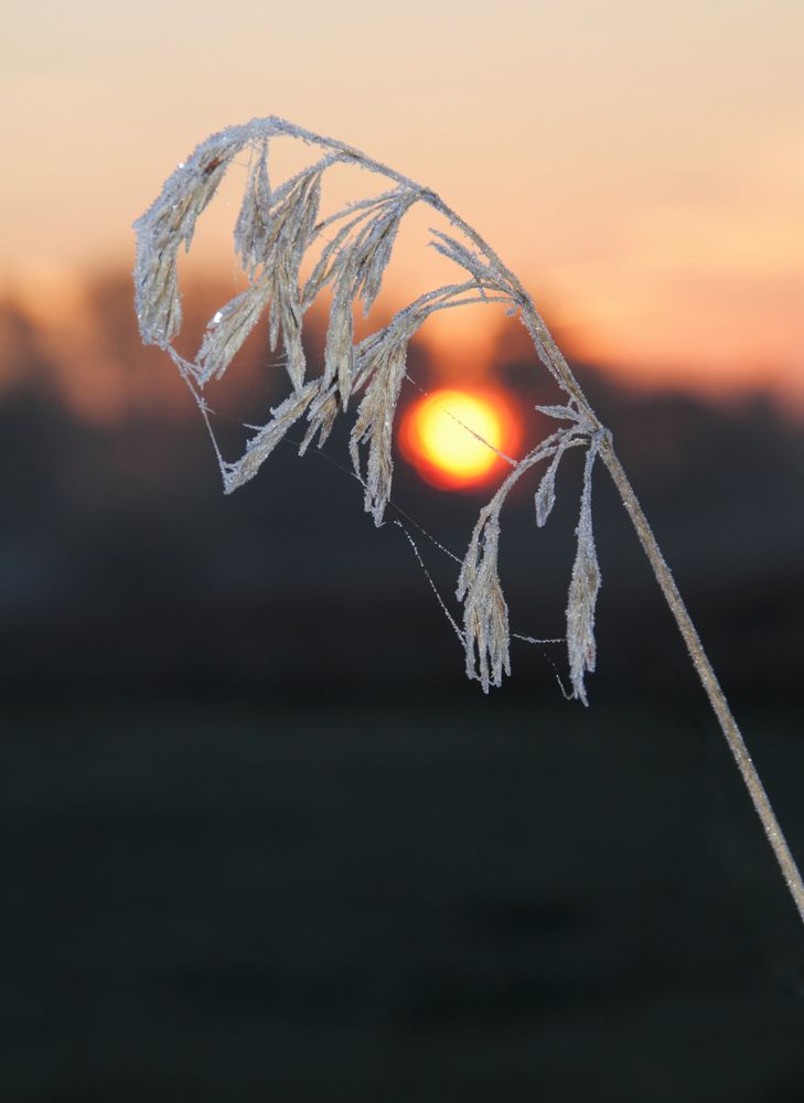 frostiger Sonnenaufgang