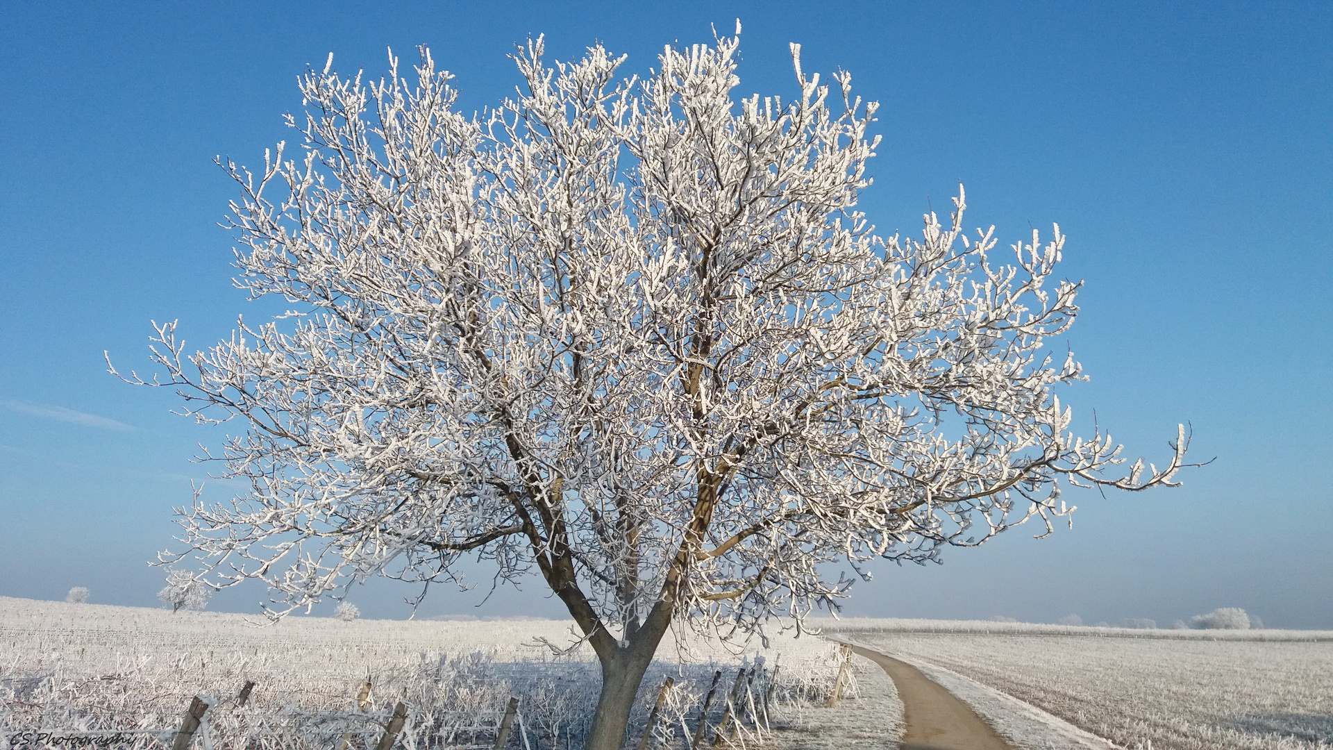 FROSTIGER SONNENTAG Foto &amp; Bild | natur- wintertag-landschaft, natur ...