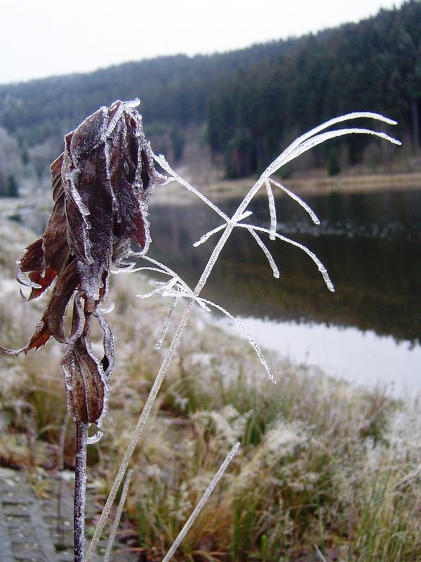 Frostiger Spaziergang