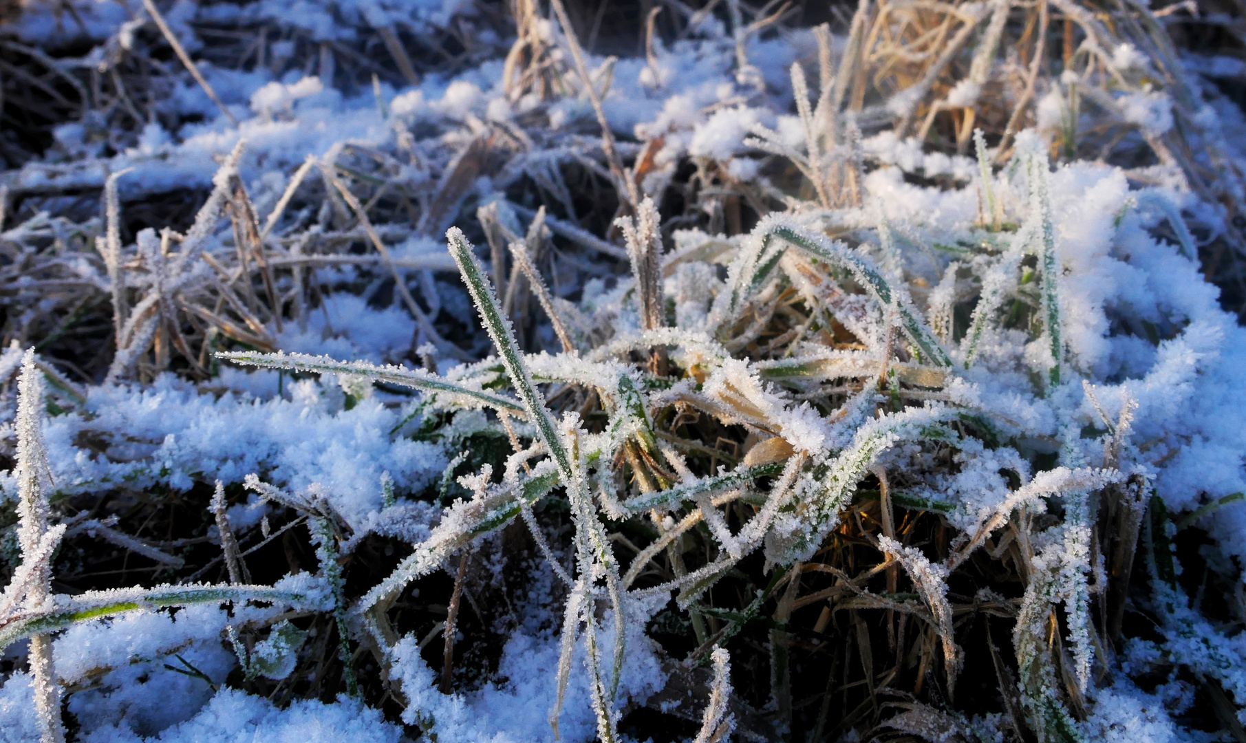 Frostiger Spaziergang im Januar 2024 - Eisdetails (8)